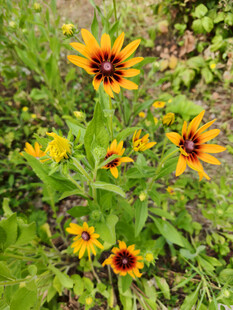 野外绽放的美丽黑心金光菊