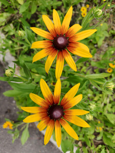 两朵明艳黑心金光菊