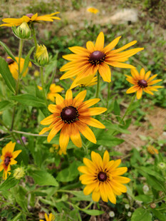 野外绽放的黑心金光菊