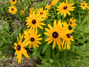 黄色黑心菊绽放于草地