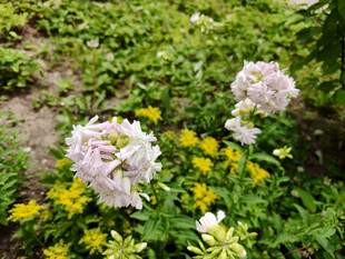 花丛中的美丽绣球花