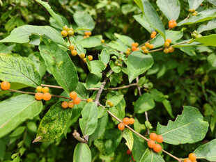 绿叶间的橙色小果