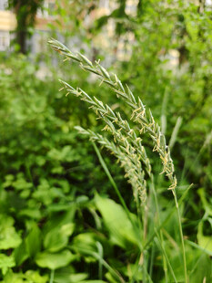 嫩绿草丛中的细长草穗