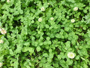 翠绿植物间点缀白色小花