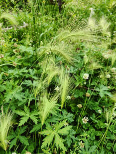 绿色草丛中的狗尾草