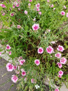 粉色小花绽放生机