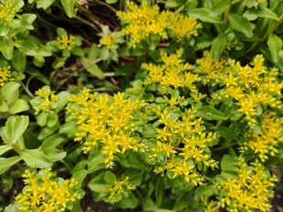 黄色小花绽放绿叶间