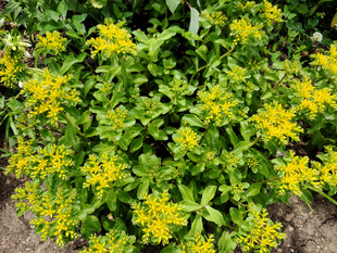 繁茂黄色小花绿植景观