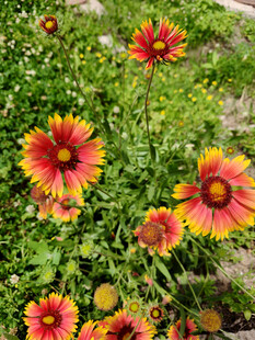 多彩天人菊绽放于绿野
