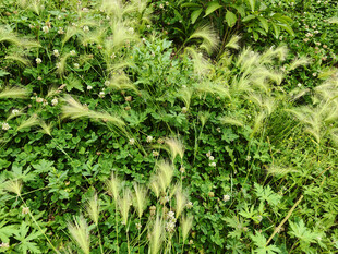 翠绿草丛中的轻柔狗尾草