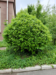 圆润绿植装点街边角落