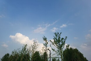 蓝天白云下的树木景观