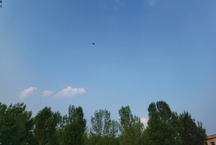 蓝天绿树间飞鸟景致