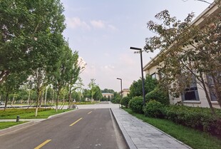 宽阔林荫道路景观