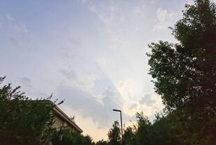 黄昏时的树梢与天空