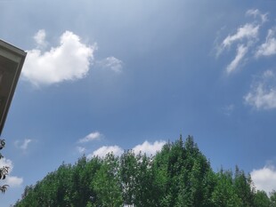 蓝天绿树间的清新景致