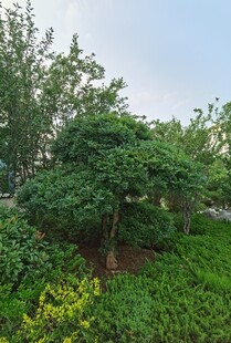 绿意盎然的园林景观树