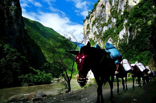 山间马帮