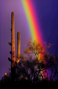 彩虹下的仙人掌