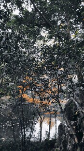 透过树枝见远处建筑