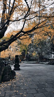 秋日林荫道静谧好风光