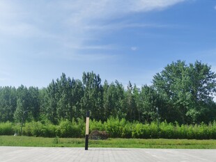 户外绿树旁的一人风景