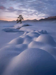 雪野孤树