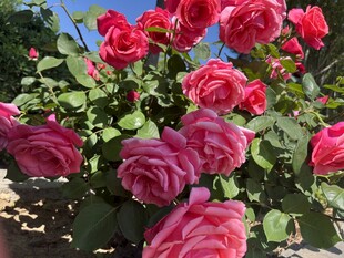 娇艳盛放的红粉玫瑰花丛