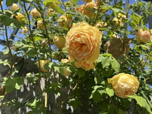 金黄玫瑰绽放于绿叶间