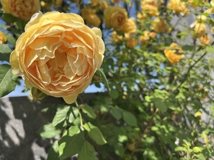 金黄玫瑰绽放于绿叶间