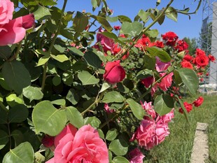 娇艳盛放的多彩月季花