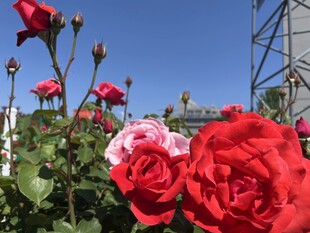 娇艳玫瑰绽放于蓝天之下