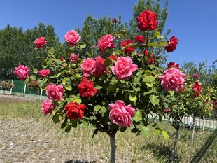 繁花似锦的艳丽树状玫瑰