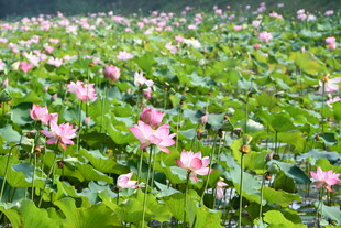 夏日荷花盛开的美丽荷塘