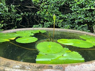 缸中荷叶展 绿意盎然