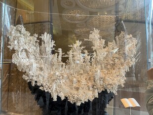 精美珊瑚标本展示