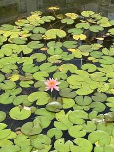 池塘中绽放的娇艳睡莲