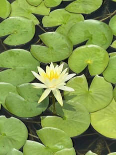 水中绽放的美丽白睡莲