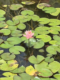 水中绽放的娇艳粉色睡莲