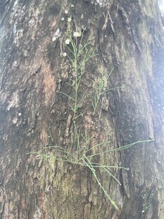 树皮上的苔藓与藤蔓纹理