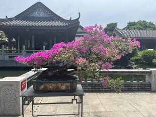 中式庭院中的绚烂盆景