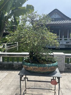 中式庭院中的精美盆景