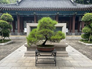 中式庭院中的精致盆景