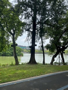 路边湖畔绿树成荫美景