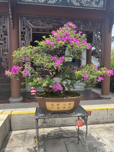 精致杜鹃盆景绽放艳丽花朵