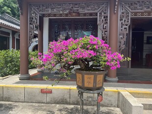 中式庭院中的绚烂盆栽