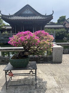 中式庭院中的艳丽盆栽