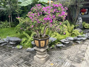 庭院中绽放的盆栽花卉