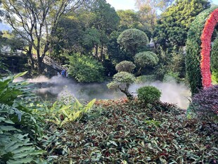 园林景观中的绿植与溪流