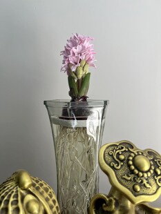 花瓶中绽放的粉色雅致花卉